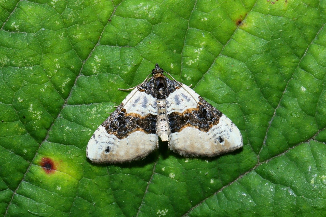 Cosmorhoe ocellata (Linnaeus, 1758) - Lynx 