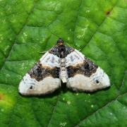 Cosmorhoe ocellata (Linnaeus, 1758) - Lynx 