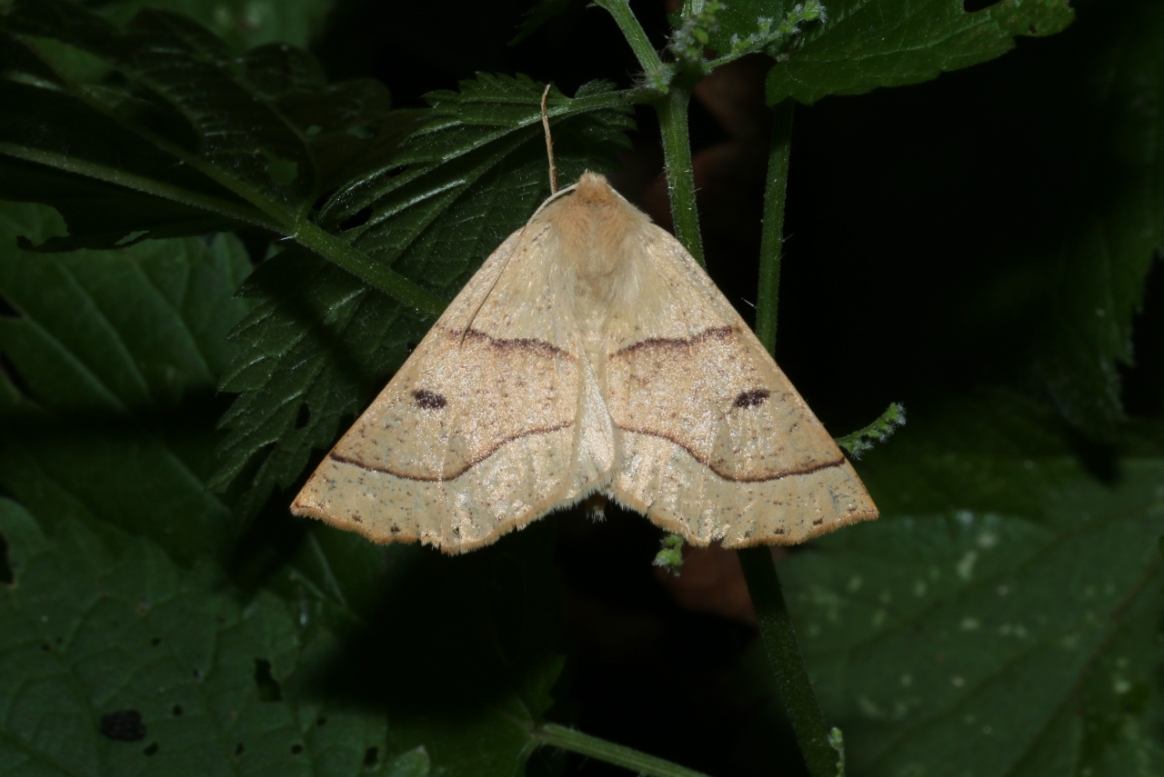 Crocallis elinguaria (Linnaeus, 1758) - Phalène de la Mancienne