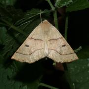 Crocallis elinguaria (Linnaeus, 1758) - Phalène de la Mancienne