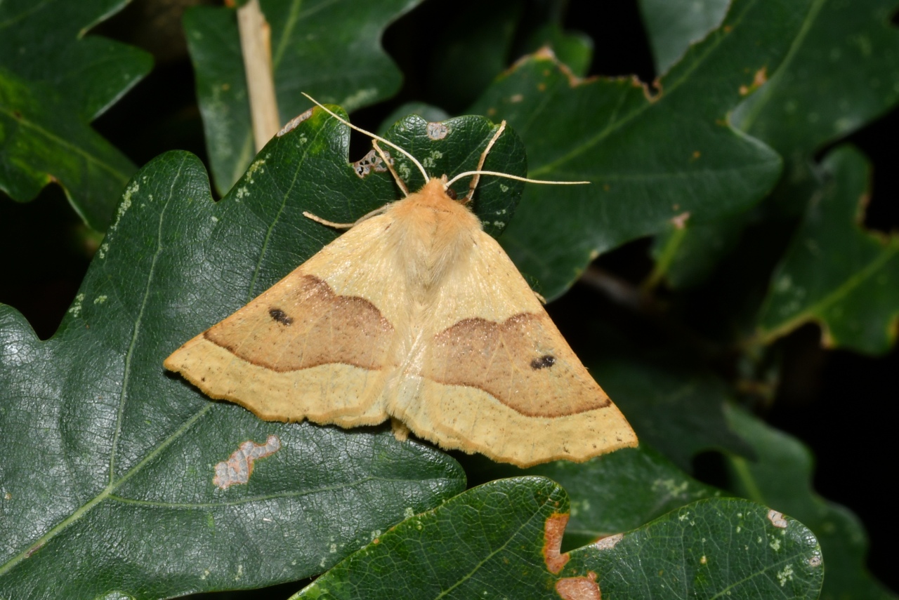 Crocallis elinguaria (Linnaeus, 1758) - Phalène de la Mancienne