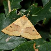 Crocallis elinguaria (Linnaeus, 1758) - Phalène de la Mancienne