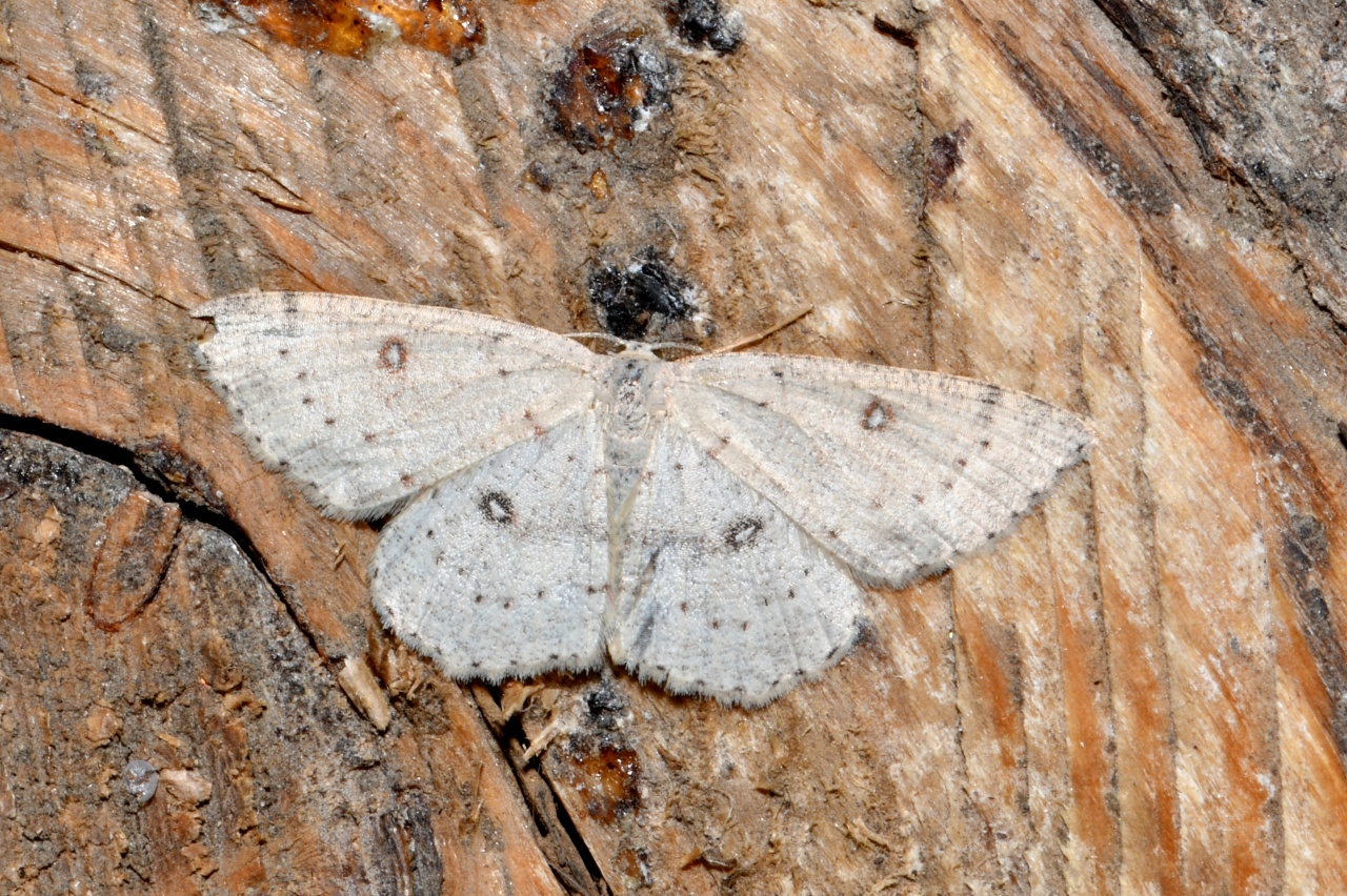 Cyclophora albipunctata (Hufnagel, 1767) - Ephyre suspendue