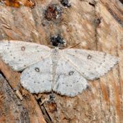 Cyclophora albipunctata (Hufnagel, 1767) - Ephyre suspendue