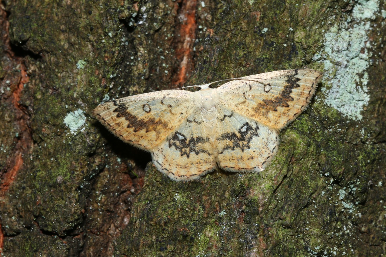 Cyclophora annularia (Fabricius, 1775) - Phalène mariée, Ephyre omicron