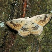 Cyclophora annularia (Fabricius, 1775) - Phalène mariée, Ephyre omicron