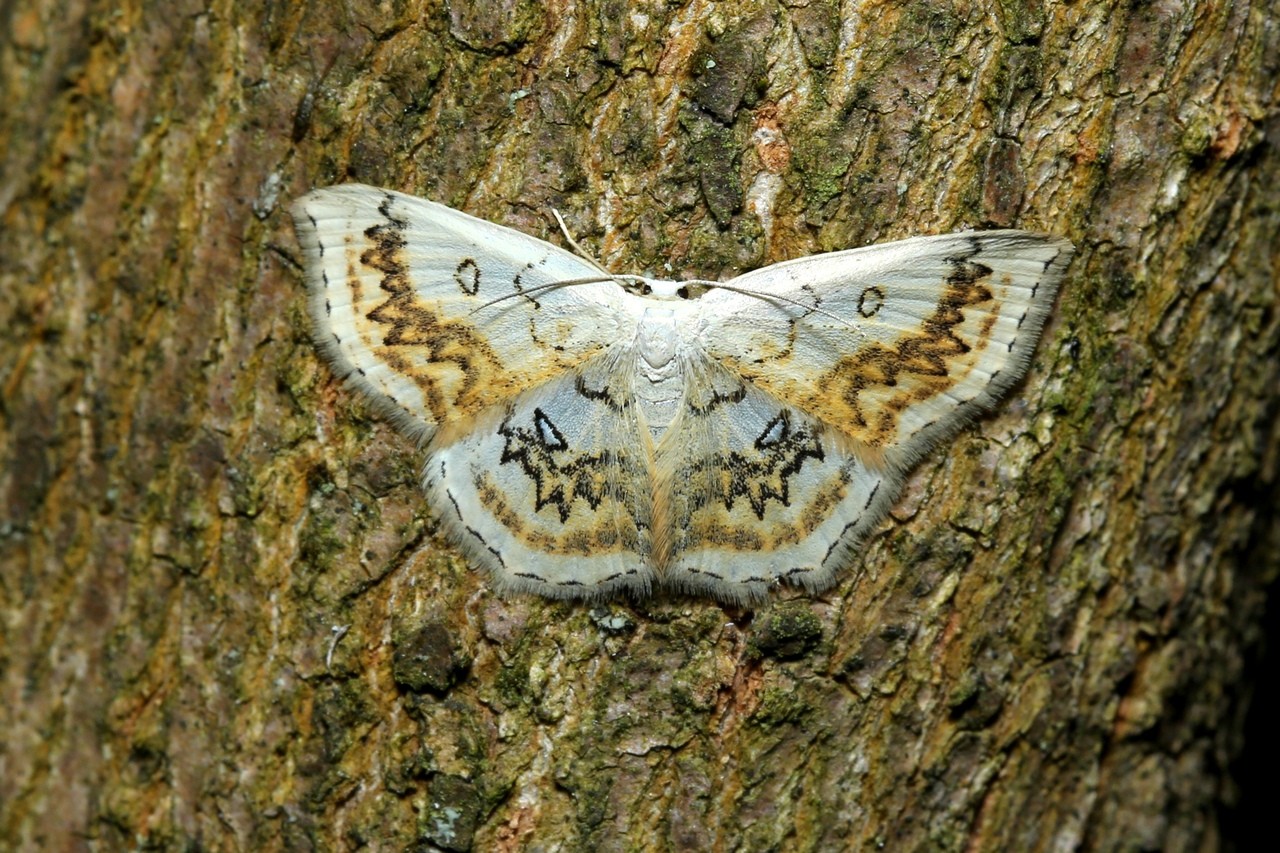 Cyclophora annularia (Fabricius, 1775) - Phalène mariée, Ephyre omicron