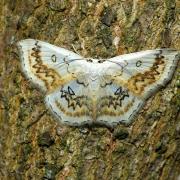 Cyclophora annularia (Fabricius, 1775) - Phalène mariée, Ephyre omicron