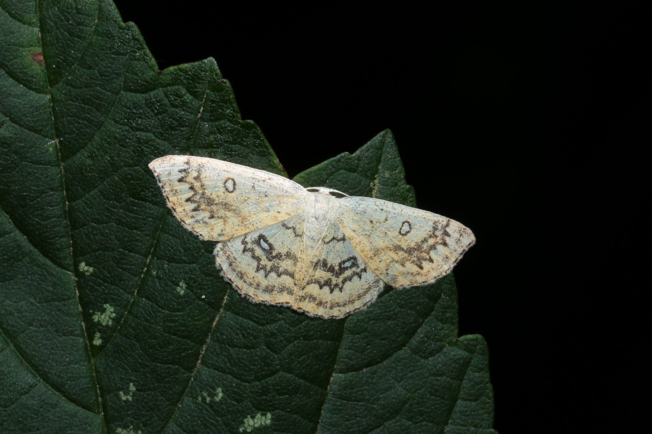 Cyclophora annularia (Fabricius, 1775) - Phalène mariée, Ephyre omicron