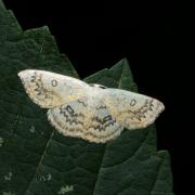 Cyclophora annularia (Fabricius, 1775) - Phalène mariée, Ephyre omicron