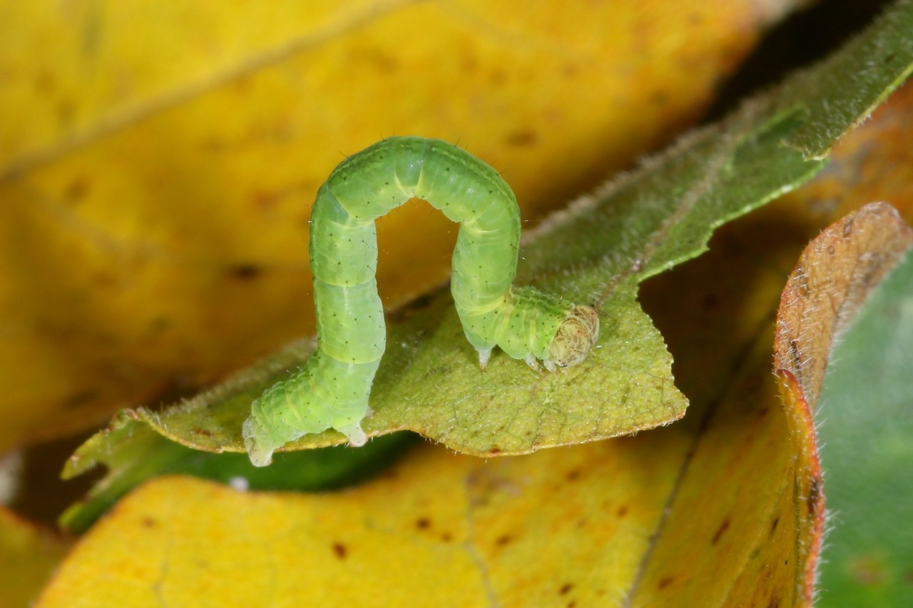 Cyclophora annularia (Fabricius, 1775) - Phalène mariée, Ephyre omicron (chenille)