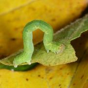 Cyclophora annularia (Fabricius, 1775) - Phalène mariée, Ephyre omicron (chenille)