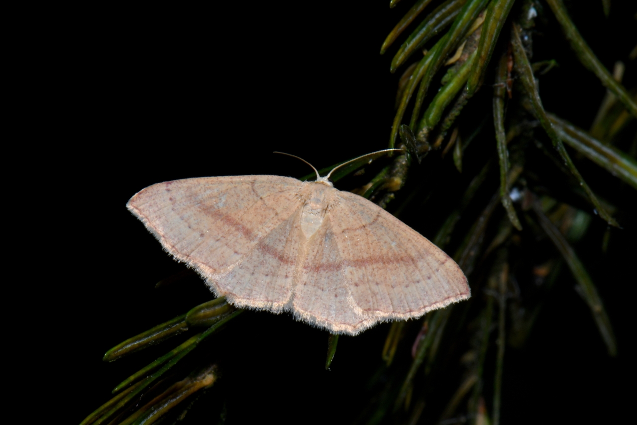 Cyclophora linearia (Hübner, 1799) - Ephyre trilignée