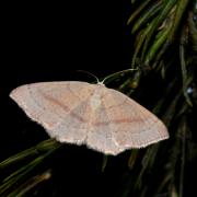 Cyclophora linearia (Hübner, 1799) - Ephyre trilignée