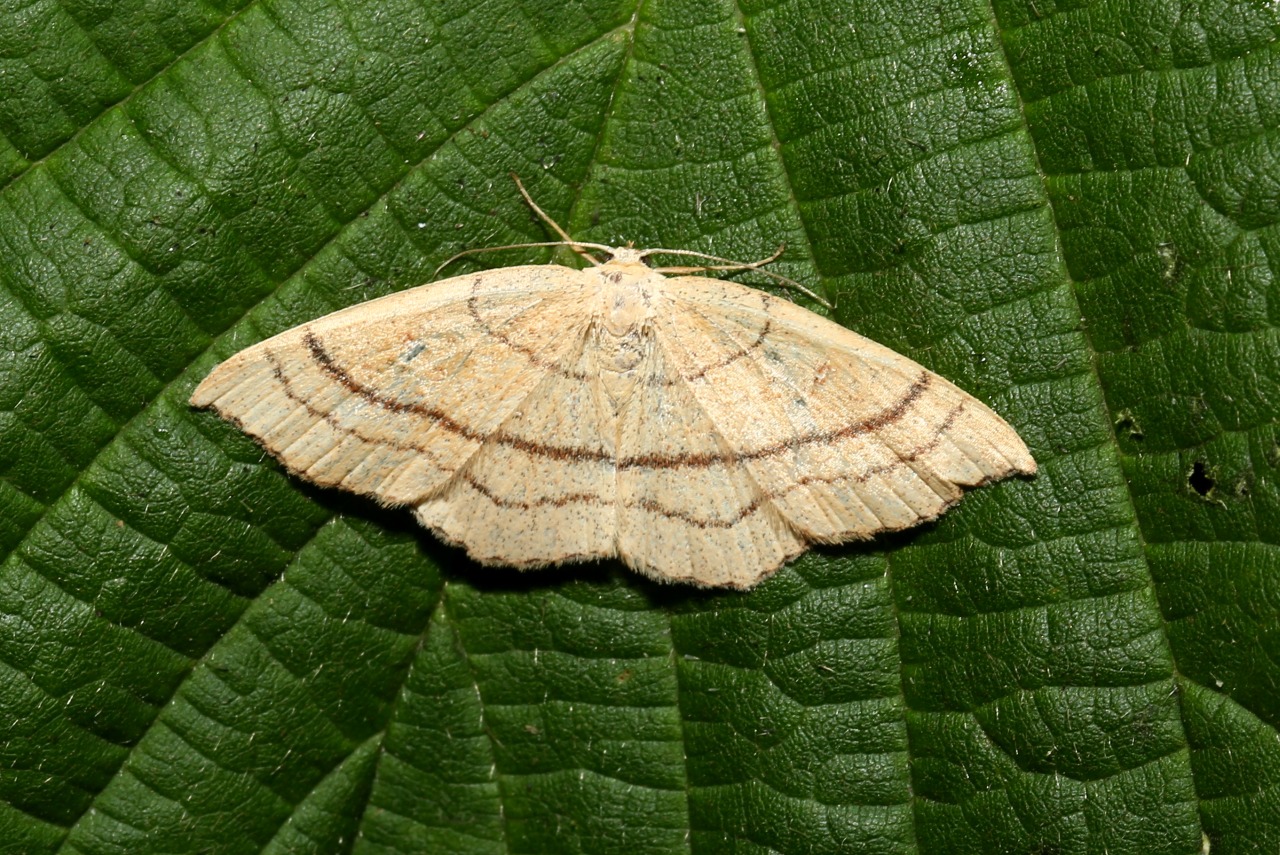 Cyclophora linearia (Hübner, 1799) - Ephyre trilignée