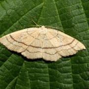 Cyclophora linearia (Hübner, 1799) - Ephyre trilignée