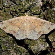 Cyclophora porata (Linnaeus, 1767) - Ephyre trouée, Ephyre ocellée