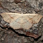 Cyclophora punctaria (Linnaeus, 1758) - Ephyre ponctuée, Soutenue 