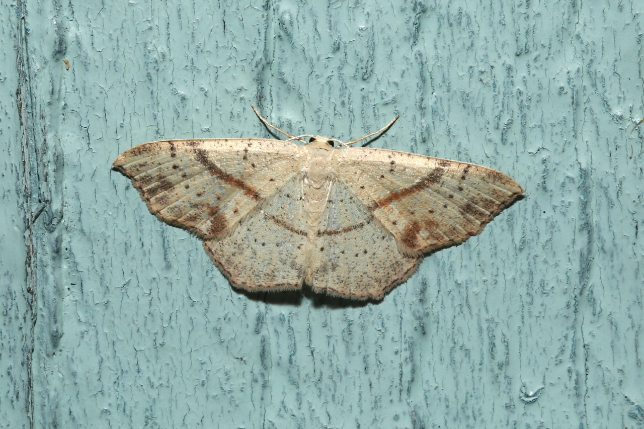 Cyclophora punctaria (Linnaeus, 1758) - Ephyre ponctuée, Soutenue