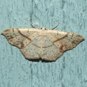 Cyclophora punctaria (Linnaeus, 1758) - Ephyre ponctuée, Soutenue