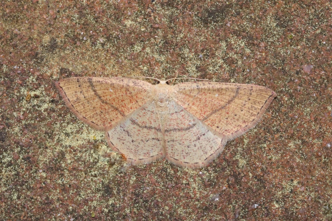 Cyclophora ruficiliaria (Herrich-Schäffer, 1855) - Ephyre Trois-Cerceaux