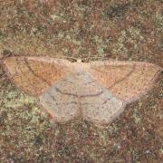 Cyclophora ruficiliaria (Herrich-Schäffer, 1855) - Ephyre Trois-Cerceaux