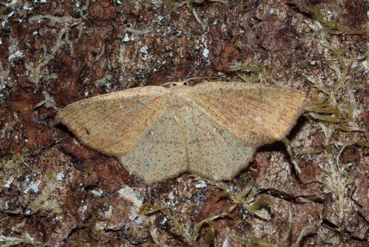 Cyclophora ruficiliaria (Herrich-Schäffer, 1855) - Ephyre Trois-Cerceaux