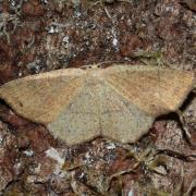 Cyclophora ruficiliaria (Herrich-Schäffer, 1855) - Ephyre Trois-Cerceaux