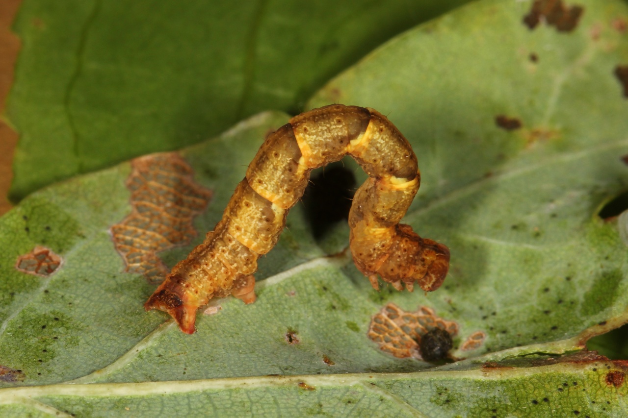 Cyclophora sp (chenille)