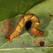 Cyclophora sp (chenille)