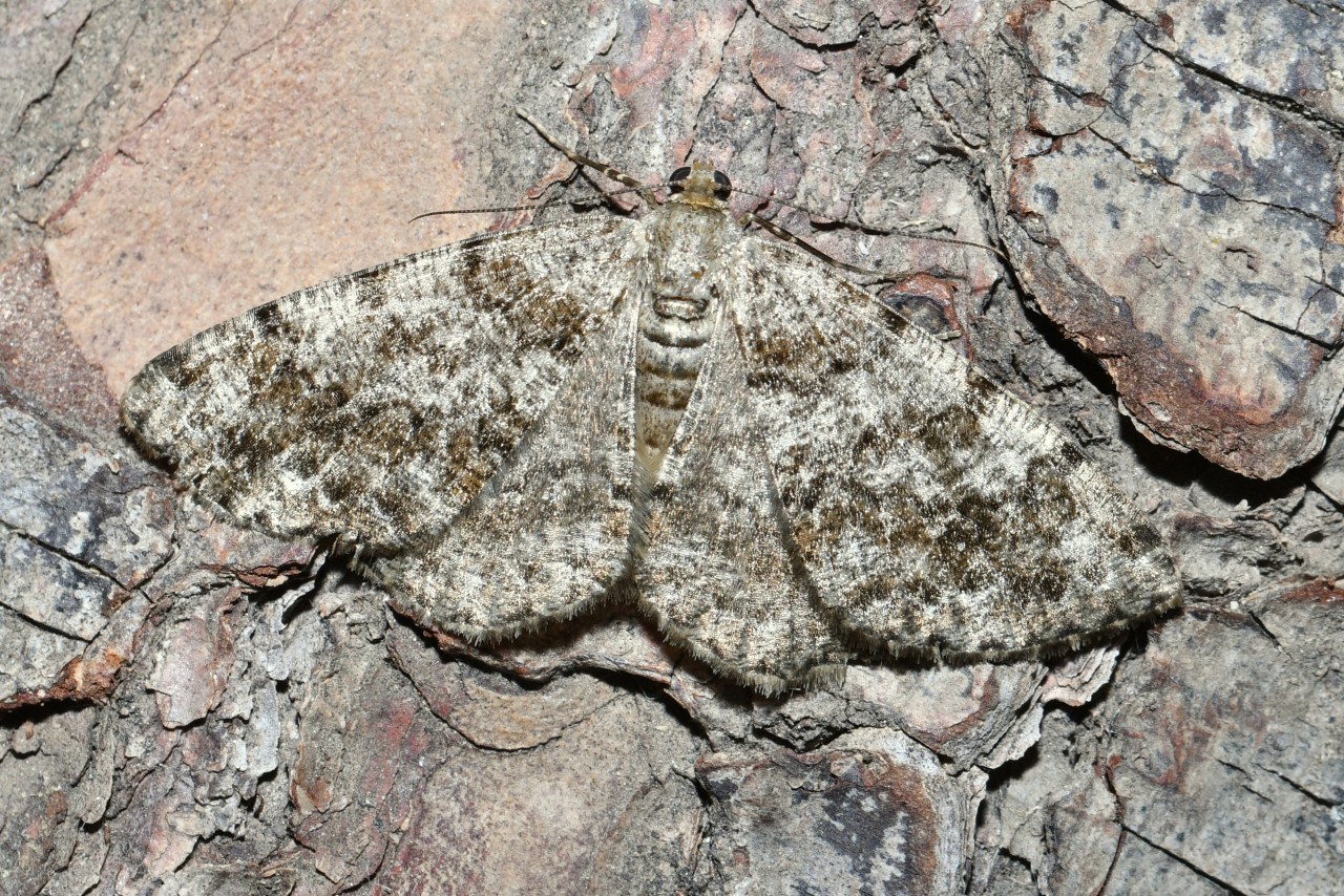 Deileptenia ribeata (Clerck, 1759) - Boarmie du Sapin (femelle)