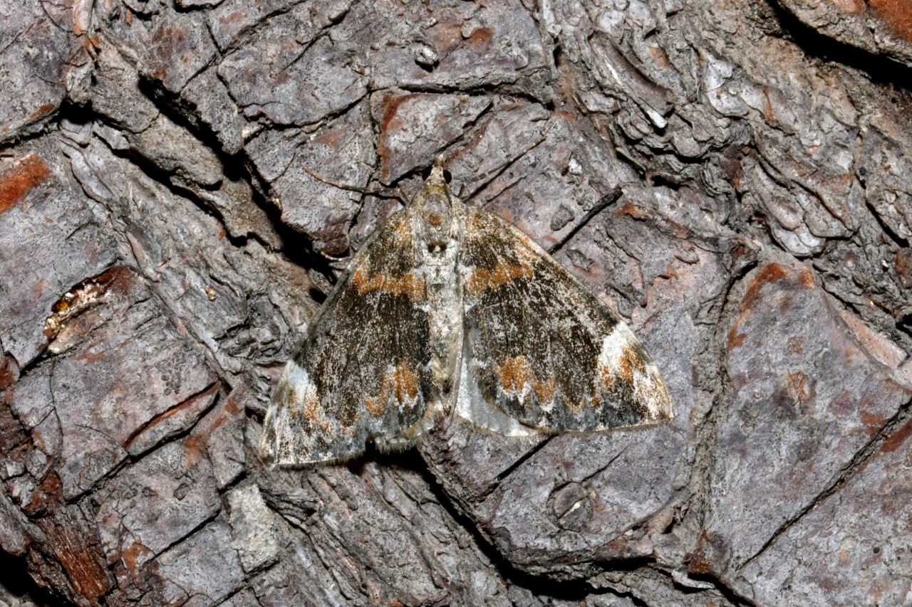 Dysstroma citrata (Linnaeus, 1760) - Cidarie de la Myrtille 