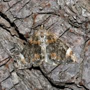 Dysstroma citrata (Linnaeus, 1760) - Cidarie de la Myrtille 