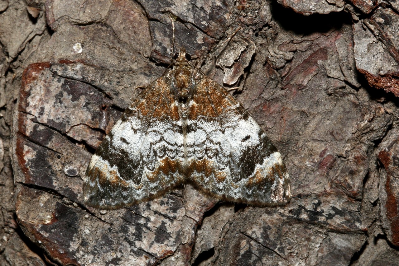 Dysstroma truncata (Hufnagel, 1767) - Cidarie roussâtre 