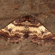 Earophila badiata (Denis & Schiffermüller, 1775) - Cidarie baie