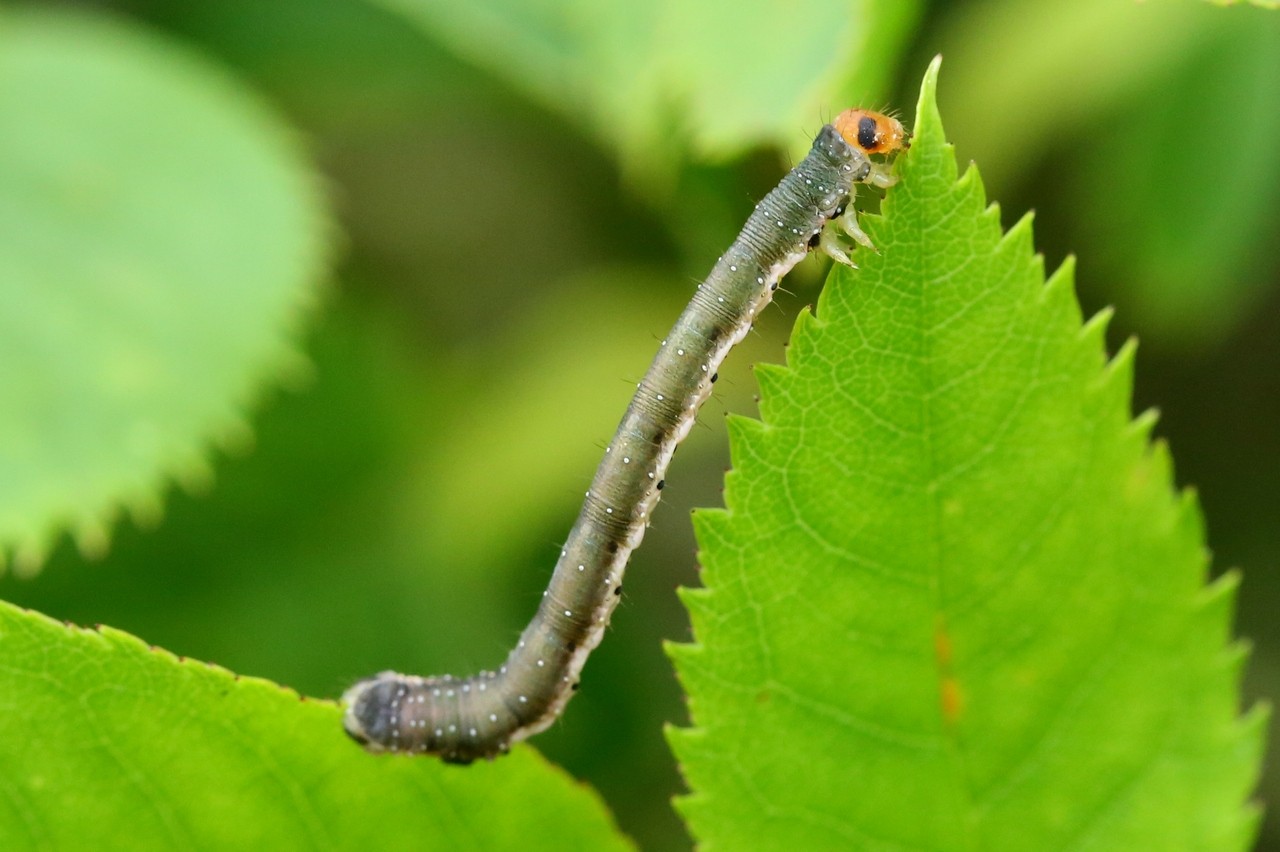 Earophila badiata (Denis & Schiffermüller, 1775) - Cidarie baie (chenille)