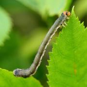 Earophila badiata (Denis & Schiffermüller, 1775) - Cidarie baie (chenille)