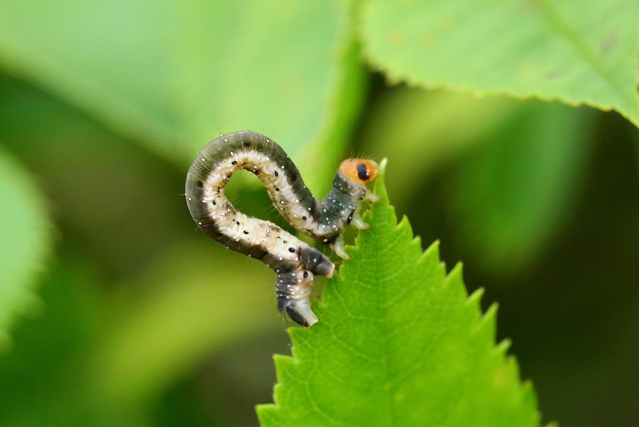 Earophila badiata (Denis & Schiffermüller, 1775) - Cidarie baie (chenille)