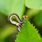 Earophila badiata (Denis & Schiffermüller, 1775) - Cidarie baie (chenille)