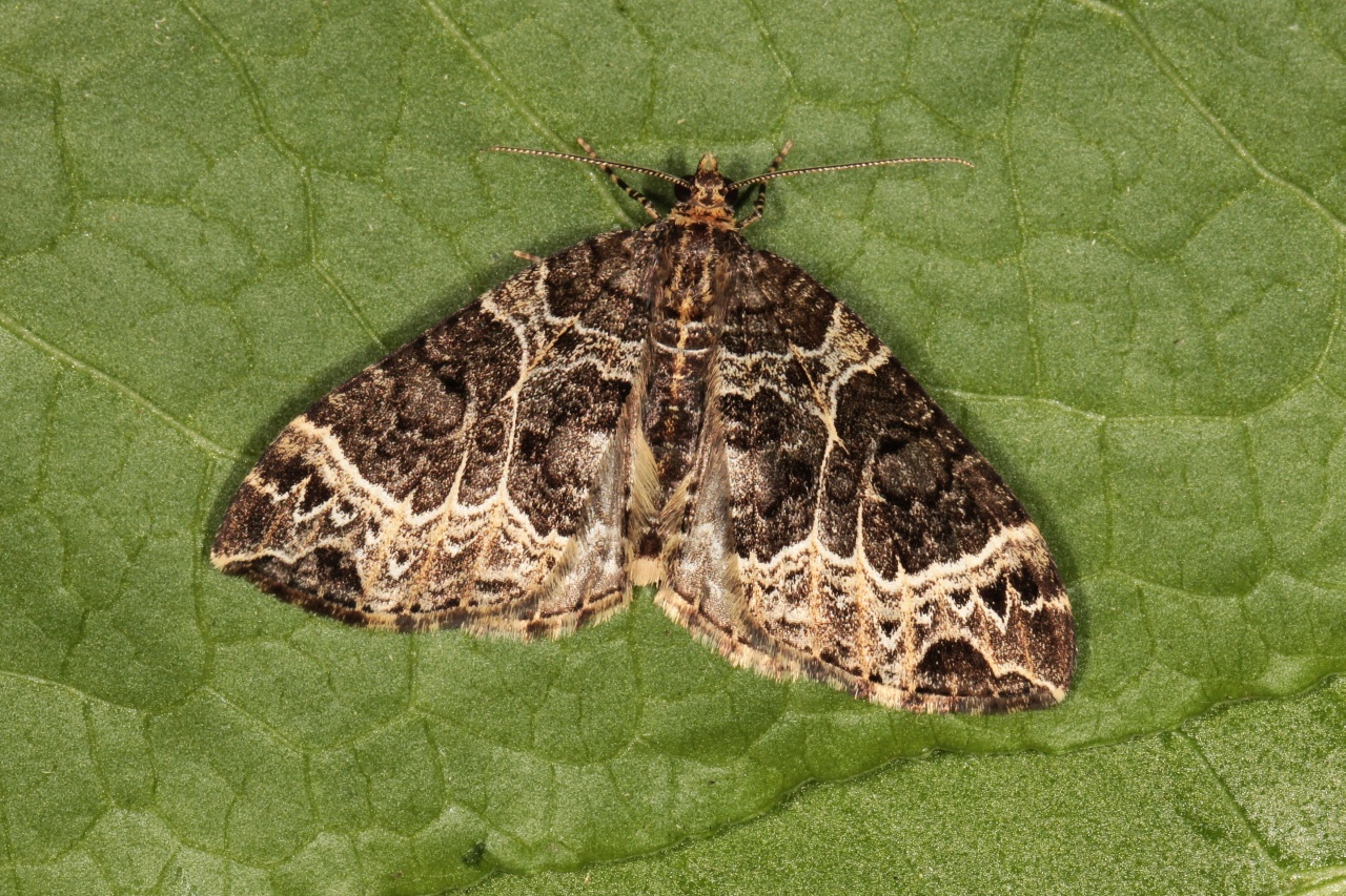 Ecliptopera silaceata (Denis & Schiffermüller, 1775) - Cidarie ochracée