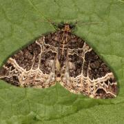 Ecliptopera silaceata (Denis & Schiffermüller, 1775) - Cidarie ochracée