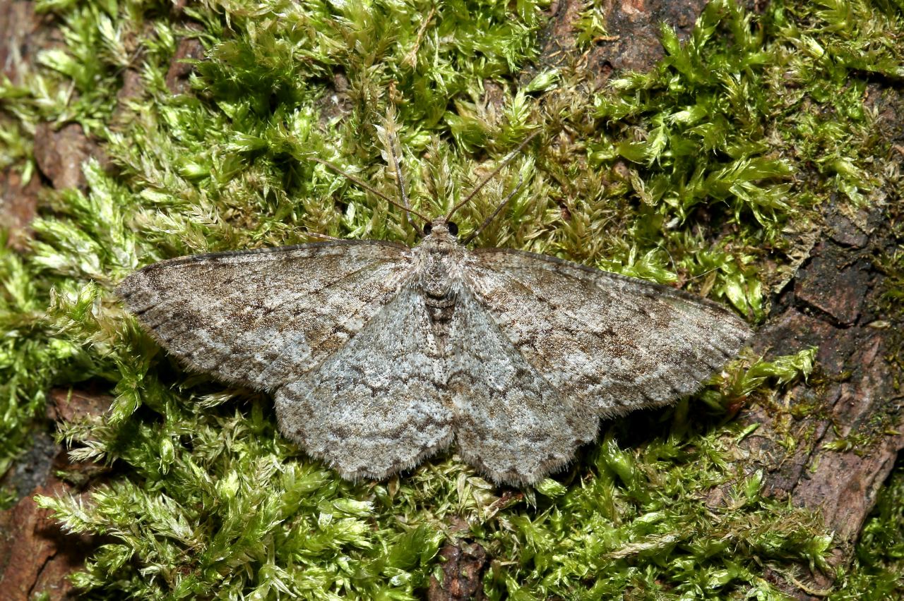 Ectropis crepuscularia (Denis & Schiffermüller, 1775) - Boarmie crépusculaire