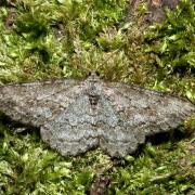 Ectropis crepuscularia (Denis & Schiffermüller, 1775) - Boarmie crépusculaire