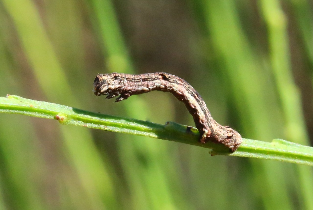 Ectropis crepuscularia (Denis & Schiffermüller, 1775) - Boarmie crépusculaire (chenille)