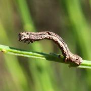 Ectropis crepuscularia (Denis & Schiffermüller, 1775) - Boarmie crépusculaire (chenille)