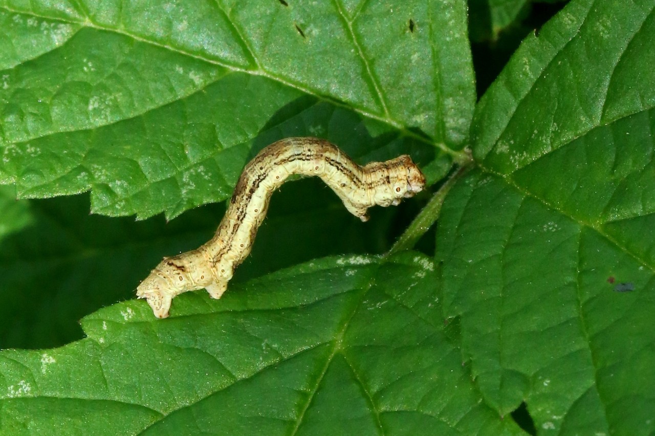 Ectropis crepuscularia (Denis & Schiffermüller, 1775) - Boarmie crépusculaire (chenille)