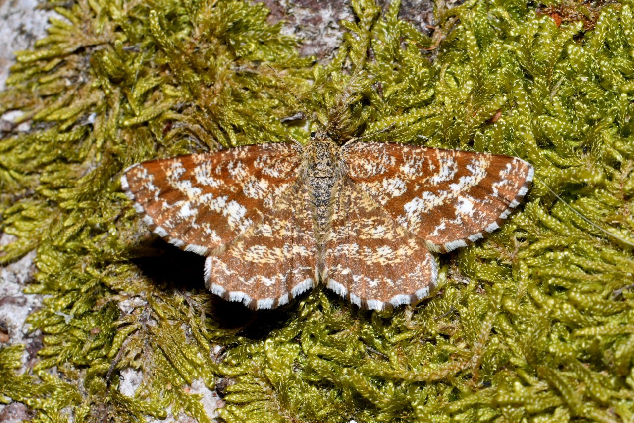 Ematurga atomaria (Linnaeus, 1758) - Phalène picotée (femelle)