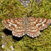 Ematurga atomaria (Linnaeus, 1758) - Phalène picotée (femelle)