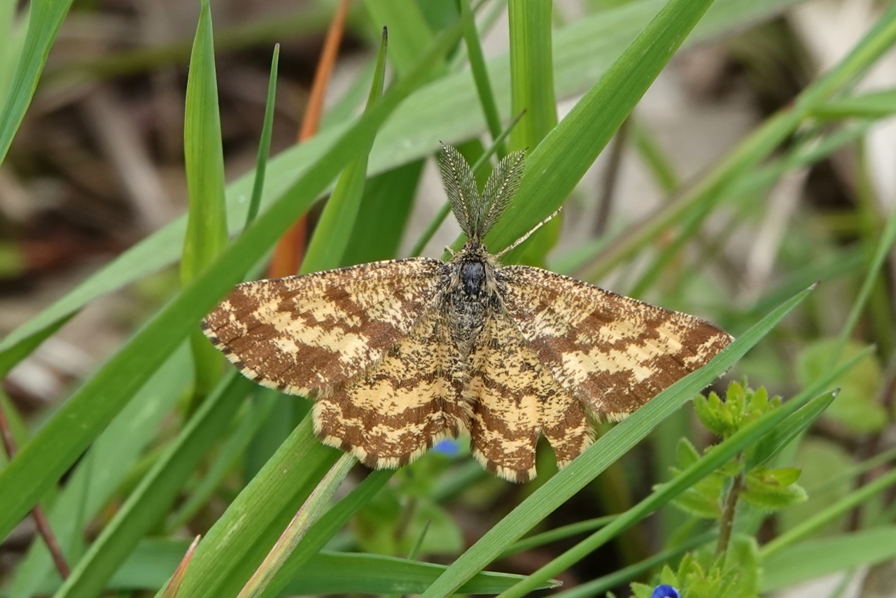 Ematurga atomaria (Linnaeus, 1758) - Phalène picotée (mâle)