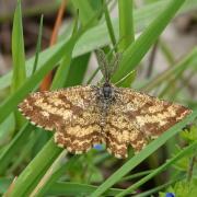 Ematurga atomaria (Linnaeus, 1758) - Phalène picotée (mâle)